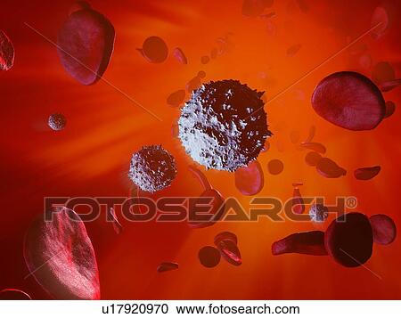 Illustration of red and white blood cells flowing inside an artery or vein. Red blood cells are biconcave, disc-shaped cells that transport oxygen from the lungs to body cells. They circulate in the blood and also remove carbon dioxide to the lungs... View Large Photo Image Stock Image - Illustration of red and white blood cells flowing inside an artery or vein. Red blood cells are biconcave, disc-shaped cells that transport oxygen from the lungs to body cells. They circulate in the blood and also remove carbon dioxide to the lungs.... Fotosearch