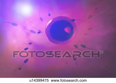 Illustration of the fertilisation process. A sperm is seen entering an egg. View Large Photo Image Stock Photography - Illustration of the fertilisation process. A sperm is seen entering an egg.. Fotosearch