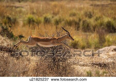 Stock Photo - Impala ram (Aepyceros melampus), Mana Pools, Zimbabwe. Fotosearch