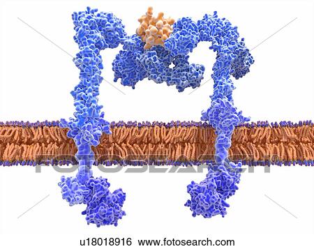 Insulin bound to the insulin receptor, illustration. The insulin receptor (blue) is a transmembrane protein, that is activated by insulin (orange). Insulin-binding induces structural changes within the receptor that leads to the activation of the... View Large Photo Image Stock Photograph - Insulin bound to the insulin receptor, illustration. The insulin receptor (blue) is a transmembrane protein, that is activated by insulin (orange). Insulin-binding induces structural changes within the receptor that leads to the activation of the.... Fotosearch