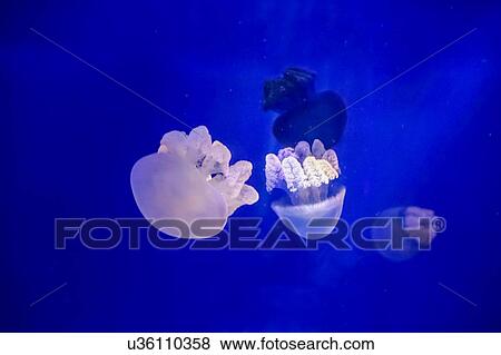 Stock Photo - Jellyfish swimming in aquarium. Fotosearch