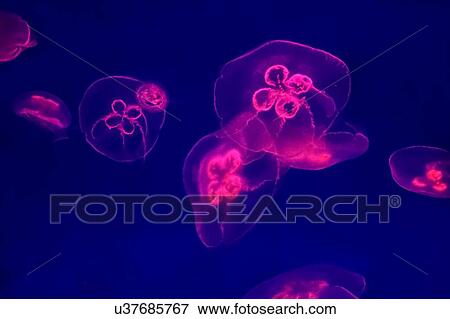 Stock Photo - Jellyfish swimming in aquarium. Fotosearch