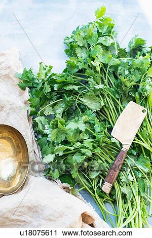 Stock Image - Knife on fresh bunch of coriander. Fotosearch