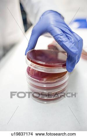Picture - Laboratory assistant placing petri dish on stack, close up.. Fotosearch