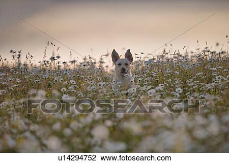Stock Image - Labrador running in field of flowers, Lahinch, Clare, Ireland. Fotosearch