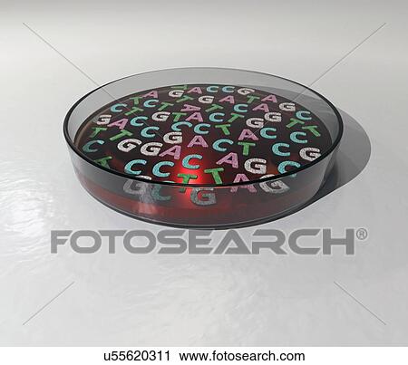 Stock Image - Letters of DNA alphabet floating on the surface of a culture in a petri dish. Computer generated image.. Fotosearch