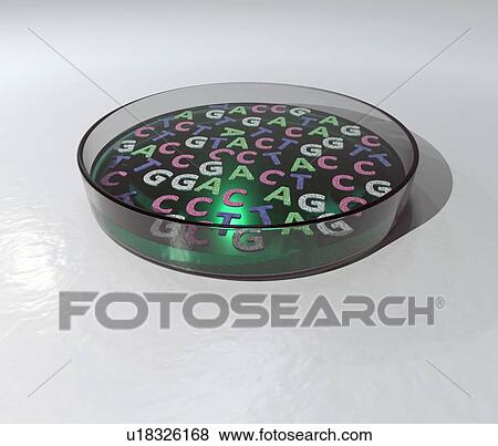 Stock Photo - Letters of DNA alphabet floating on the surface of a culture in a petri dish. Computer generated image.. Fotosearch