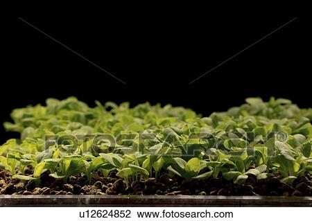 Stock Image - Lettuce seedlings.. Fotosearch