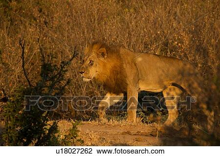 Lion (Panthera leo), Mana Pools, Zimbabwe View Large Photo Image Stock Image - Lion (Panthera leo), Mana Pools, Zimbabwe. Fotosearch