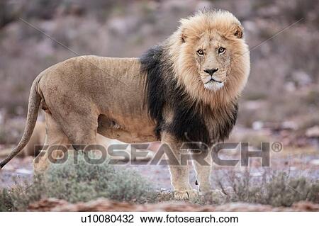Stock Image - Lion (Panthera leo), Touws River, Western Cape, South Africa. Fotosearch
