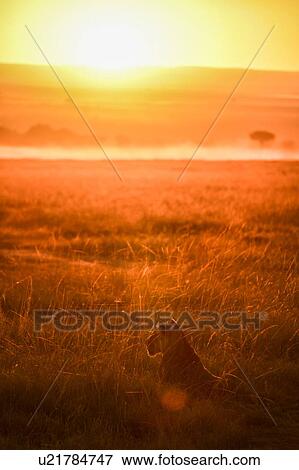 Stock Photo - Lioness in plains of Masai Mara, Kenya. Fotosearch