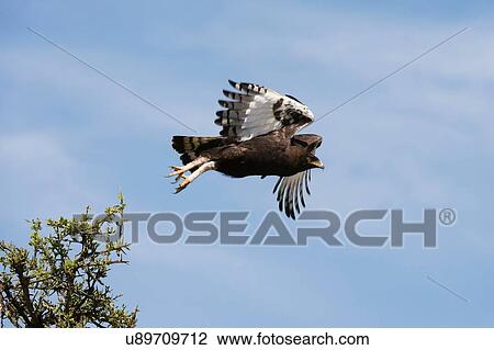 Long-crested eagle (Lophaetus occipitalis), Ndutu, Ngorongoro Conservation Area, Serengeti, Tanzania View Large Photo Image Stock Image - Long-crested eagle (Lophaetus occipitalis), Ndutu, Ngorongoro Conservation Area, Serengeti, Tanzania. Fotosearch