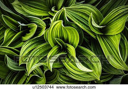 Picture - Lush green leaves. Fotosearch
