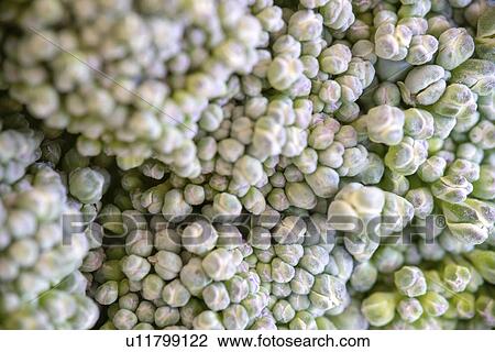Stock Image - Macro details of a broccoli flowers. Fotosearch