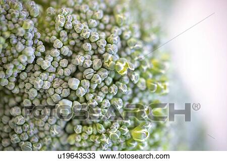 Stock Image - Macro details of a broccoli flowers. Fotosearch