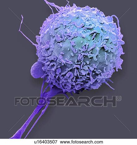 Macrophage. Coloured scanning electron micrograph (SEM) of a macrophage white blood cell. Macrophages are cells of the body's immune system. They are found in the tissues rather than in the circulating blood. Macrophages recognise foreign particles,... View Large Photo Image Stock Photo - Macrophage. Coloured scanning electron micrograph (SEM) of a macrophage white blood cell. Macrophages are cells of the body's immune system. They are found in the tissues rather than in the circulating blood. Macrophages recognise foreign particles,.... Fotosearch