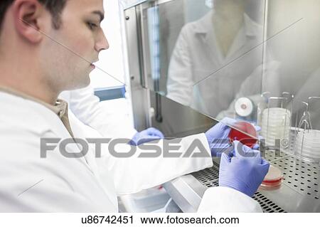 Stock Image - Male laboratory assistant taking sample from petri dish.. Fotosearch