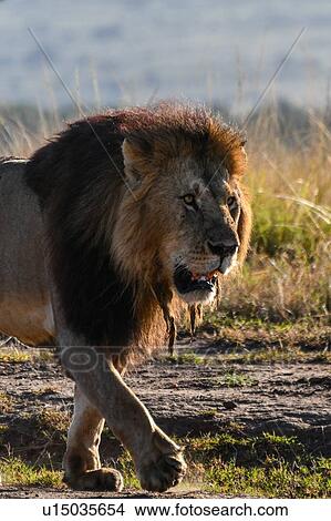 Picture - Male lion on plains of Masai Mara, Kenya. Fotosearch
