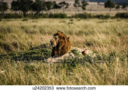 Male lion on plains of Masai Mara, Kenya View Large Photo Image Stock Image - Male lion on plains of Masai Mara, Kenya. Fotosearch