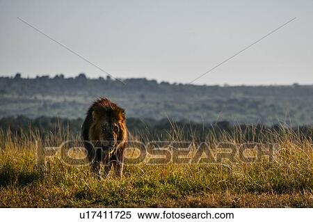 Male lion on plains of Masai Mara, Kenya View Large Photo Image Stock Photography - Male lion on plains of Masai Mara, Kenya. Fotosearch