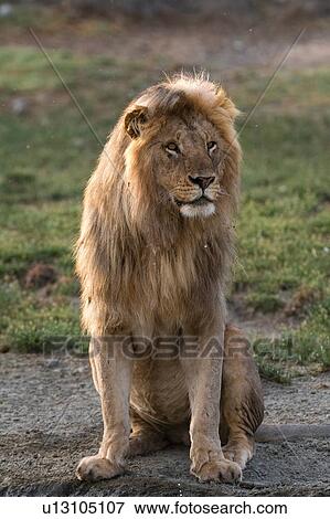 Male lion (Panthera leo), Ndutu, Ngorongoro Conservation Area, Serengeti, Tanzania View Large Photo Image Stock Photo - Male lion (Panthera leo), Ndutu, Ngorongoro Conservation Area, Serengeti, Tanzania. Fotosearch