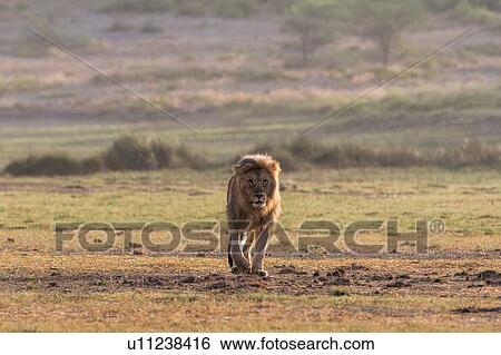 Male lion (Panthera leo), Ndutu, Ngorongoro Conservation Area, Serengeti, Tanzania View Large Photo Image Stock Photograph - Male lion (Panthera leo), Ndutu, Ngorongoro Conservation Area, Serengeti, Tanzania. Fotosearch