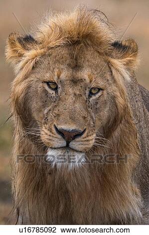 Stock Image - Male lion portrait (Panthera leo), Ndutu, Ngorongoro Conservation Area, Serengeti, Tanzania. Fotosearch