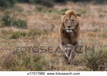 Male lion walking (Panthera leo), Ndutu, Ngorongoro Conservation Area, Serengeti, Tanzania View Large Photo Image Stock Image - Male lion walking (Panthera leo), Ndutu, Ngorongoro Conservation Area, Serengeti, Tanzania. Fotosearch