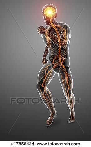 Picture - Male nervous system, computer illustration.. Fotosearch