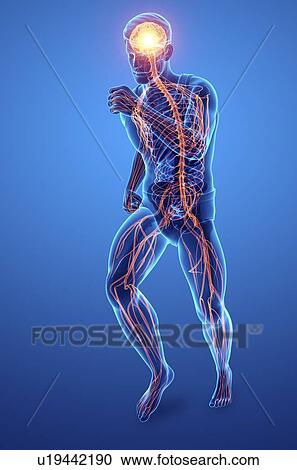 Stock Image - Male nervous system, computer illustration.. Fotosearch