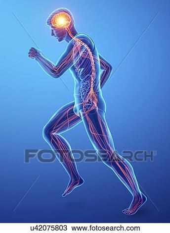 Stock Image - Male nervous system, computer illustration.. Fotosearch