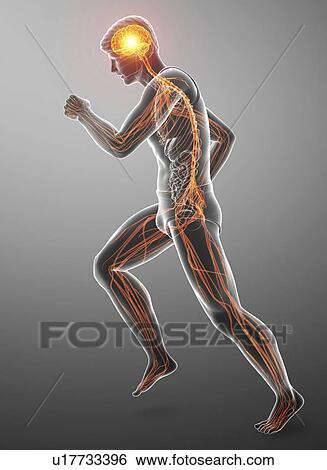 Stock Photograph - Male nervous system, computer illustration.. Fotosearch