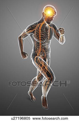 Stock Photography - Male nervous system, computer illustration.. Fotosearch