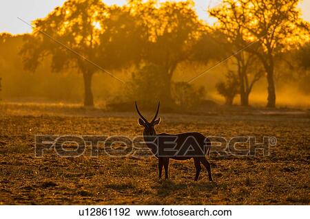 Stock Image - Male Waterbuck (Kobus ellipsiprymnus), Mana Pools, Zimbabwe. Fotosearch