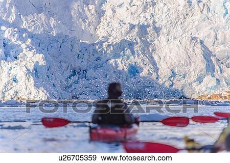 Man kayaking near glacier, Narsaq, Vestgronland, Greenland View Large Photo Image Stock Photo - Man kayaking near glacier, Narsaq, Vestgronland, Greenland. Fotosearch