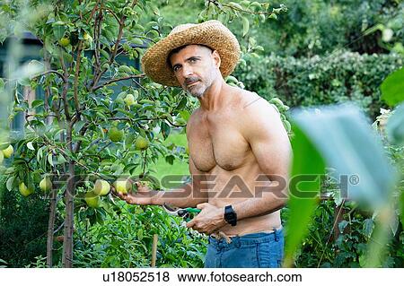 Man picking pears with secateur View Large Photo Image Stock Photo - Man picking pears with secateur. Fotosearch