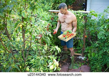 Man picking tomatoes with basket View Large Photo Image Stock Image - Man picking tomatoes with basket. Fotosearch