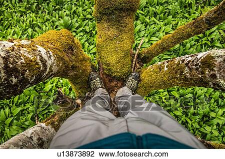Man standing on fork of tree View Large Photo Image Stock Image - Man standing on fork of tree. Fotosearch