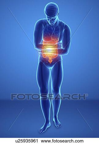 Man with abdominal pain, computer illustration. View Large Photo Image Stock Image - Man with abdominal pain, computer illustration.. Fotosearch