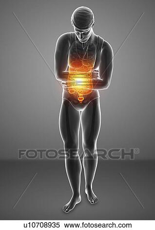 Stock Photography - Man with abdominal pain, computer illustration.. Fotosearch