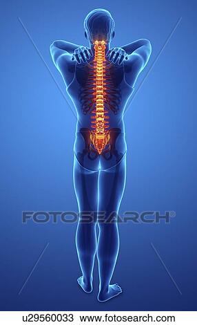 Man with back pain, computer illustration. View Large Photo Image Stock Image - Man with back pain, computer illustration.. Fotosearch