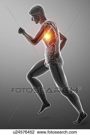 Man with chest pain, computer illustration. View Large Photo Image Stock Image - Man with chest pain, computer illustration.. Fotosearch