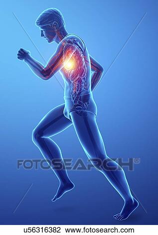 Stock Image - Man with chest pain, computer illustration.. Fotosearch