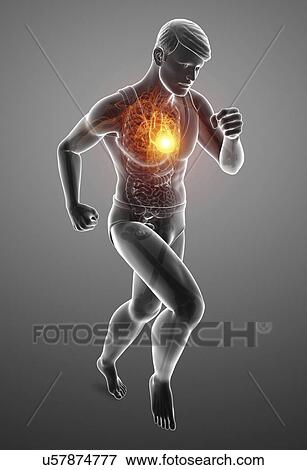 Stock Photo - Man with chest pain, computer illustration.. Fotosearch