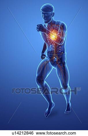 Stock Photograph - Man with chest pain, computer illustration.. Fotosearch