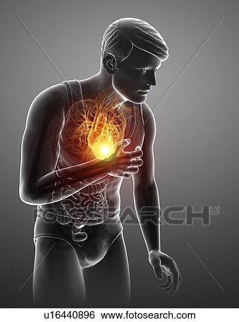 Man with chest pain, computer illustration. View Large Photo Image Stock Photograph - Man with chest pain, computer illustration.. Fotosearch