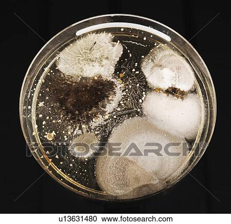 Microbes growing in Petri dish. View Large Photo Image Stock Image - Microbes growing in Petri dish.. Fotosearch