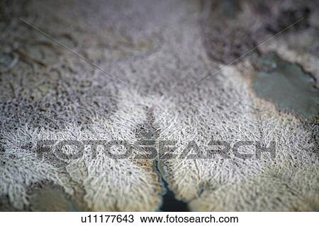 Stock Image - Microorganisms growing in petri dish.. Fotosearch