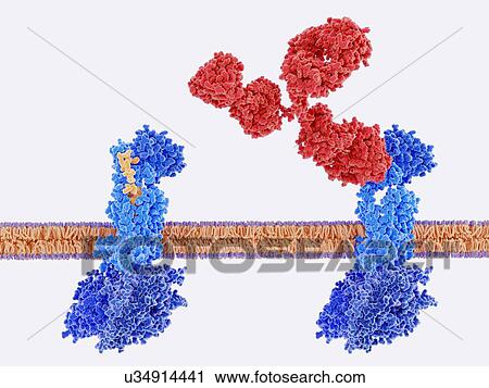 Migraine therapy and CGRP receptor, illustration. Monoclonal antibodies (red) being used to block the calcitonin gene-related peptide (CGRP) receptor (blue). At left, the calcitonin gene-related peptide (CGRP, yellow) binds to its receptor (blue).... View Large Photo Image Stock Image - Migraine therapy and CGRP receptor, illustration. Monoclonal antibodies (red) being used to block the calcitonin gene-related peptide (CGRP) receptor (blue). At left, the calcitonin gene-related peptide (CGRP, yellow) binds to its receptor (blue)..... Fotosearch