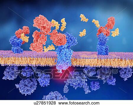 Migraine therapy and CGRP receptor, illustration. Monoclonal antibodies (red) being used to block the calcitonin gene-related peptide (CGRP) receptor (blue). The calcitonin gene-related peptide (CGRP, yellow) is designed to bind to its receptor... View Large Photo Image Stock Photo - Migraine therapy and CGRP receptor, illustration. Monoclonal antibodies (red) being used to block the calcitonin gene-related peptide (CGRP) receptor (blue). The calcitonin gene-related peptide (CGRP, yellow) is designed to bind to its receptor.... Fotosearch
